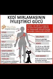 Pisicikler Goruntuler Ile Kedi Saglik Yasam Koclugu