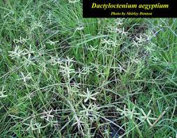 Image result for Dactyloctenium aegyptium