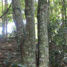 Image result for Eucalyptus cloeziana