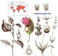 Image result for Centemopsis