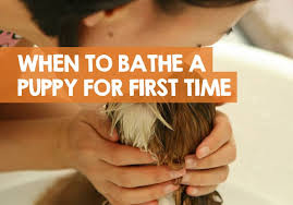 It's true what they say about children and puppies. When Can You Give A Puppy A Bath First Time Bathing Tips
