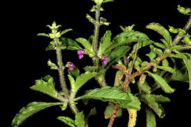 Image result for Endostemon tereticaulis