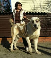 Ural Son Of Jamil Grandson Of Sultan 1 Year And 6 Months Old In The Photo Height 86 87cm Weight 88kg Kangal Dog Alabai Dog Unusual Dog Breeds