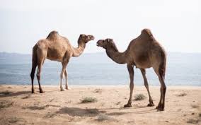 I am working on a java project using camel & spring. Camel K In A Nutshell Dzone Integration