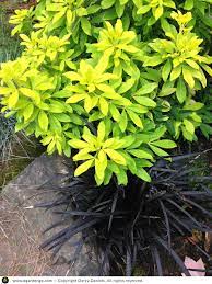 We did not find results for: Choisya Ternata Sundance