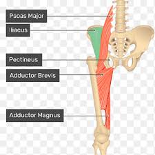 Musculo Pectineo Musculo Sartorio Anatomia Corpo Humano Musculo Reto Femoral Outros Anatomia Png Pngegg