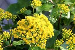 Image result for Asterochaete