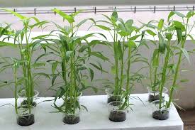 Cara Menanam Kangkung Hidroponik Sederhana Http Slosa Blogspot Com 2016 04 Cara Menanam Kangkung Hidroponik Sederhana Html Hidroponik Tanaman Ide Berkebun