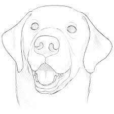Mutts were tamed from wolves, and thusly are connected additionally to jackals, wild canines, dingoes, and foxes. How To Draw A Dog Face Drawingforall Net