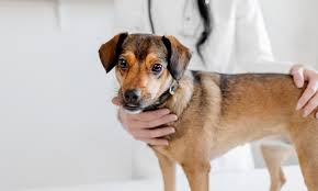 An advice columnist, andie anderson (kate hudson), tries pushing the boundaries of what she can write about in her new piece about how to get a man to leave you in 10 days. Bordetella Vaccine For Dogs What You Need To Know About Kennel Cough Bechewy