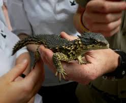 We did not find results for: African Armadillo Lizard Ouroborus Cataphractus Aidke