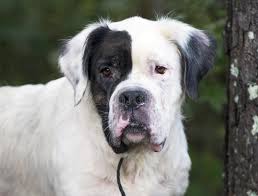 If you have never heard of this dog breed before, it is your chance to learn about them. Bernard Mix Photos Free Royalty Free Stock Photos From Dreamstime