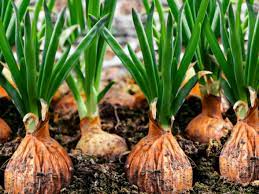 Choose varieties selected for your region that produce bulbs in the early spring. How To Grow Onions