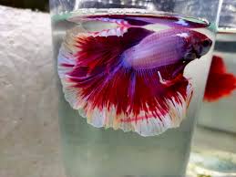 Bettas shipped directly to your door at the lowest prices & highest quality online. Buy Salamander Halfmoon Betta Fish Online In India Petbutty