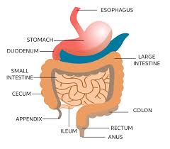 The various causes of bowel pain have also been discussed under duodenal pain and colon. Learn About Components Of Digestive System Chegg Com