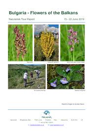 Image result for Vincetoxicum apiculatum