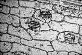 Plant cell nucleus under microscope. Robert Brown S Microscope And The Plant Cell Brown First Observed The Download Scientific Diagram
