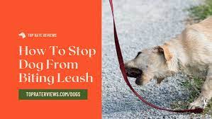 By playing tug, it will help fulfill your dog's need to play tug which will help decrease the frequency of him trying to do it on walks. How To Stop Your Dog From Biting Leash Easy To Follow Tips