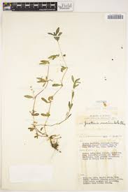 Image result for Mimulopsis solmsii