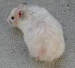 Baby Cream Syrian Hamster