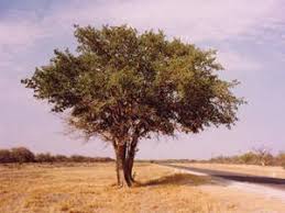 Image result for Ficus trichopoda