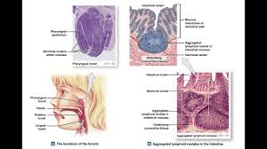 Chapter 22 Lymphatic System Classroom Lecture Youtube