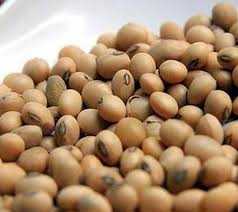 Image result for Brazzeia soyauxii