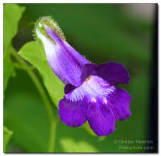 Image result for Gynura scandens