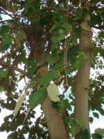 Image result for Mondia ecornuta