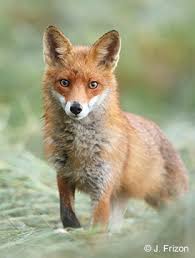 Dans cet article le renard comme animal de compagnie de planèteanimal nous allons parler du renard domestique. Coucou Sam Je Me Demandais Si Les Renards Peuvent Etre Apprivoises Peut On Apprivoiser Tous Les Animaux La Salamandre