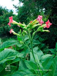 Image result for Nicotiana tabacum