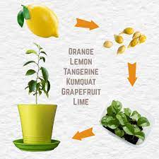 Grow orange trees from seed (a complete step by step guide) in today's project diary video i will be showing a quick and easy way to grow orange tr. How To Grow Lemon Trees From Seed Other Citrus Fruits