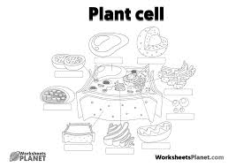 Check spelling or type a new query. Animal Cell And Plant Cell Primary Kids Science Resources
