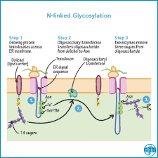 What Do You Know About N Glycosylation Brush Up With This Flashcard From Our Cell Bio Course Ditki Cellbiology Dra In 2020 Medical Drawings Biology Medical Resume