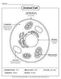 Learn what makes vertebrates and invertebrates different in this clever poem! Preview 1 Animal Cells Worksheet Cells Worksheet Animal Cell
