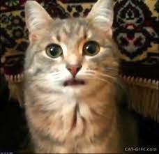 Cat Gif Funny Cute Cat Loves To Stick Her Pink Tongue Out He Was Pretending To Be A Dog There For A Moment Funny Cute Cats Cute Cats Cute Animals