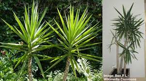 Check spelling or type a new query. Yucca Elephantipes Spineless Yucca Stick Yucca Care Guide