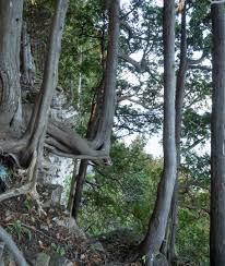 Image result for Hetaeria occidentalis