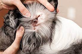 Animax Salbe Fur Hunde 2021