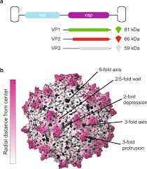 Image result for Gold 1995 AAV