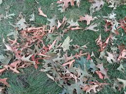 We did not find results for: Oak Wilt 101 Michiganoakwilt Org
