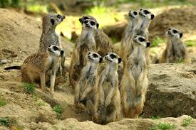 Erdmannchen Im Kolner Zoo Meerkats At Cologne Zoo Zoo Zoo Koln Zoologischer Garten