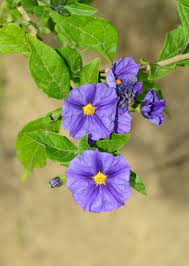 Image result for Lycianthes rantonnetii