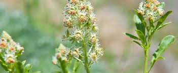 Plantfiles Mignonette Flower Dictionary Reseda Odorata Flower Garden
