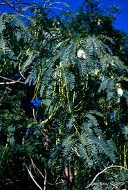 Image result for Craibia grandiflora