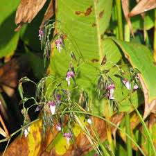 Image result for Thalia geniculata