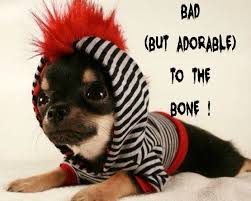 21 Funny Chihuahua Memes Chihuahua Funny Chihuahua Cute Chihuahua