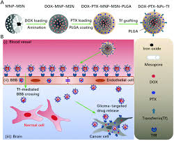We would like to show you a description here but the site won't allow us. Time Sequenced Drug Delivery Approaches Towards Effective Chemotherapeutic Treatment Of Glioma Materials Horizons Rsc Publishing
