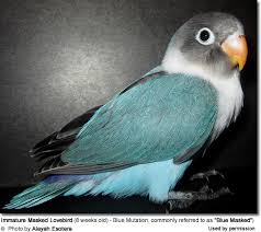 Lovebird Species Beauty Of Birds