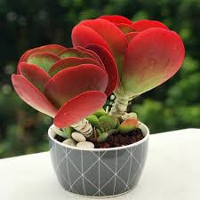 Kalanchoe Luciae Paddle Plant Red Pancakes Paddle Plant Succulents Diy Planting Succulents